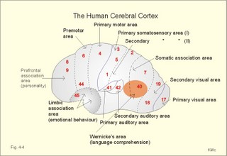 The human cerebral cortex