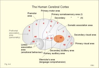 The limbic system