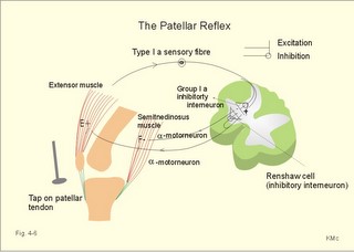 The phasic myotatic stretch reflex