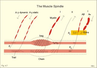 The structure of a muscle spindle