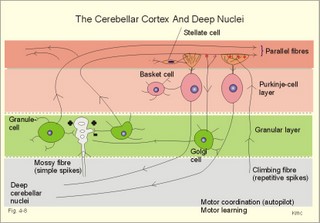 Neuronal connections