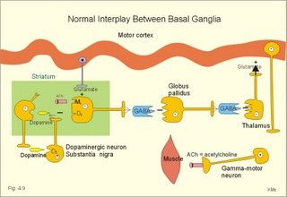 The basal ganglia