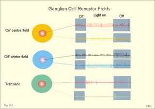 Ganglion Cell receptor