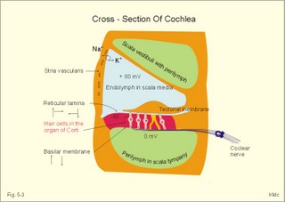 the cochlea