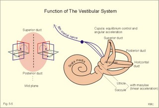 the three semicircular ducts