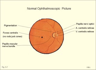 the eye fundus