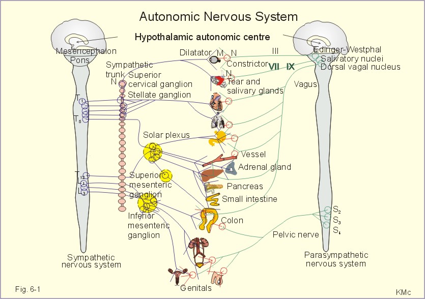 6-1: The peripheral autonomic nervous system. b -receptors stimulate 