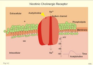 The nicotinic cholinergic receptor