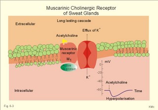 The muscarinic cholinergic receptor