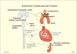 Autonomic control of blood pressure