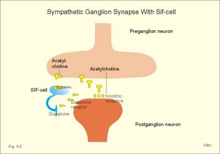 Sympathetic ganglionic synapse