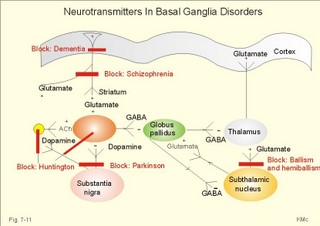 Neurotransmitters in the basal ganglia