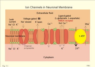 Ion channels