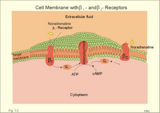 A single cell