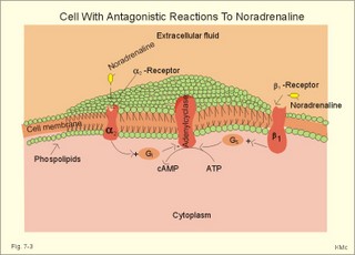 Antagonistic reactions