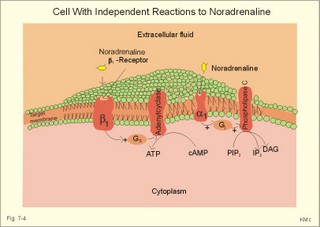 Independent Reactions