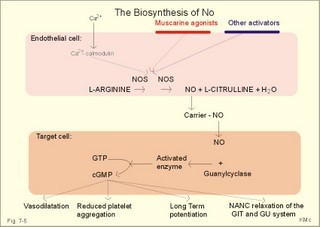 The biosynthesis of NO
