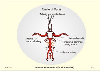 The circle of Willlis 