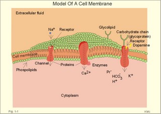 Cell membrane