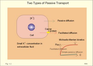 passive molecular transport
