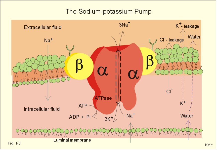 Protein Pump