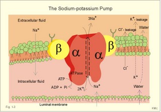 Na-K pump