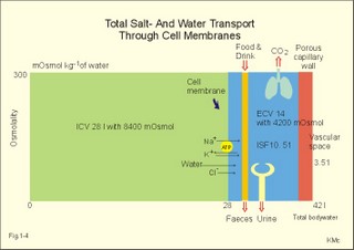 salt and water transport