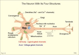 The neuron with cell body