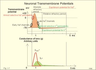 Transmembrane potentials