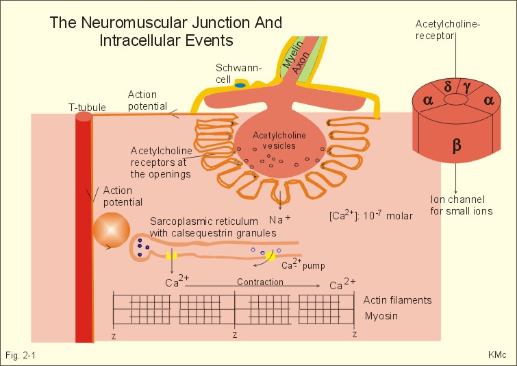 2-1: The neuromuscular junction and intracellular events.