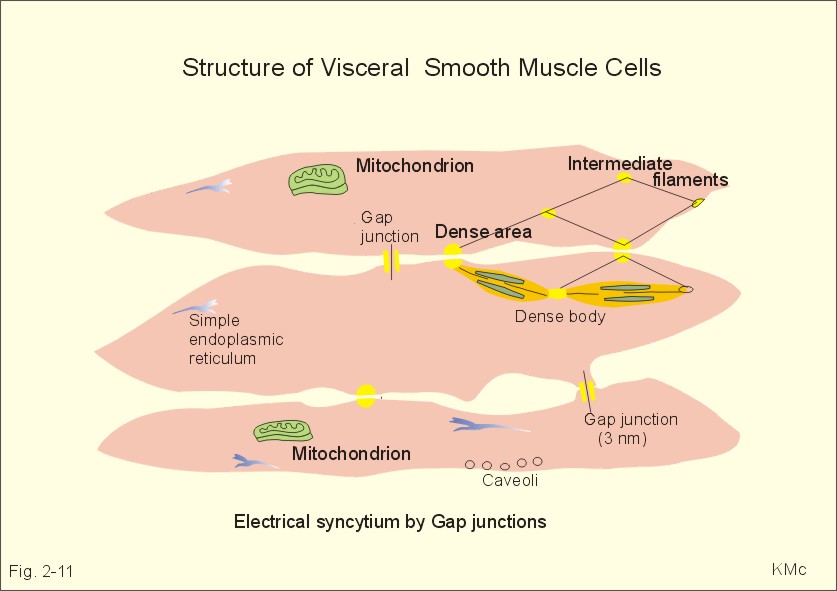 Cardiac Gap Junctions. hundreds of gap junctions,