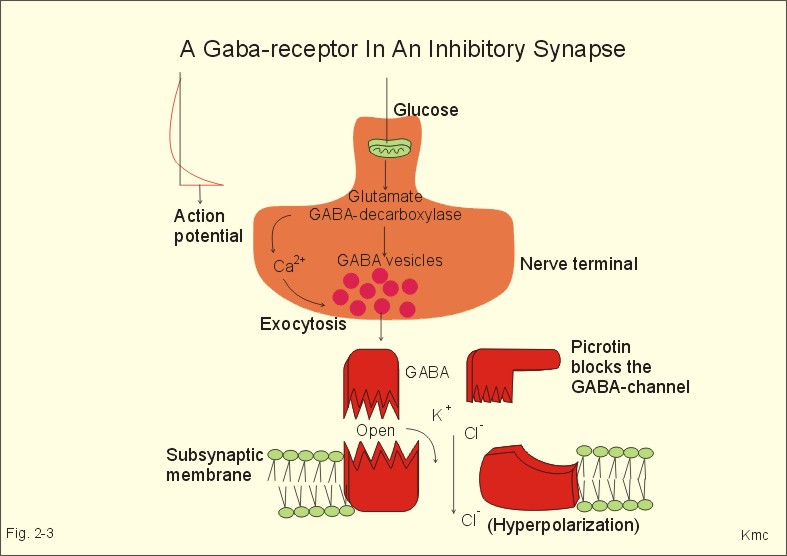 Receptors In The Nervous System. Nervous system play important