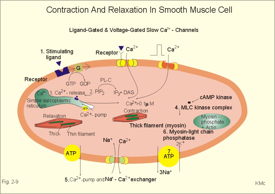 2-9: Contraction and relaxation in smooth muscle cells.