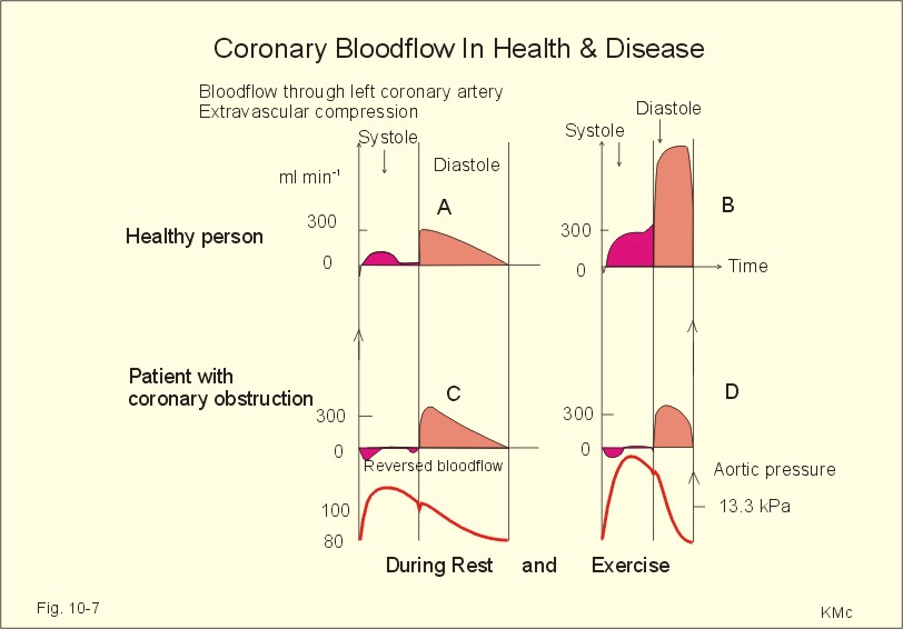 New Human Physiology Ch 10