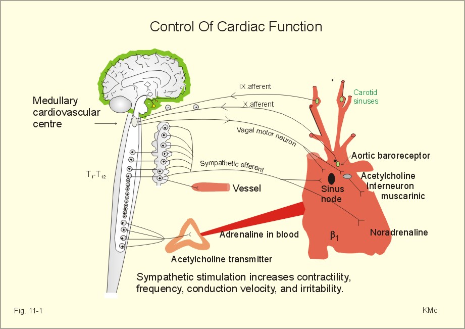 drag glas Ord New Human Physiology Ch 11