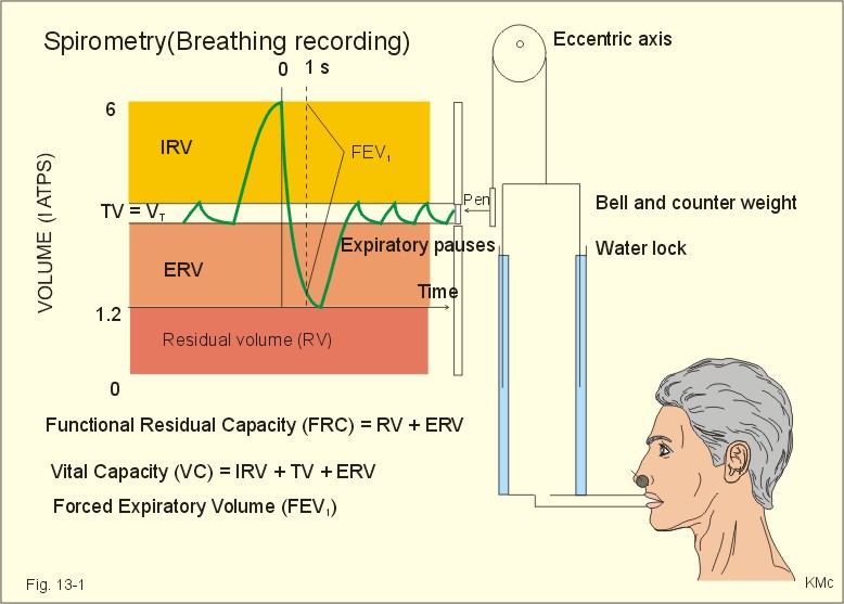 Dynamic Compression Of The Airways Lung Pulmonary Compliance