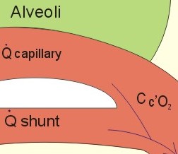 chapter1 cells