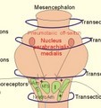 chapter1 cells