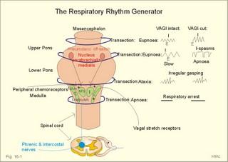 The respiratory rhytm generator