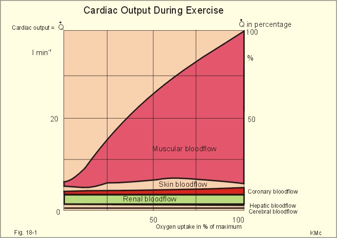 Blood Pressure During Exercise Chart
