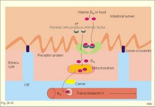 vitamin B12