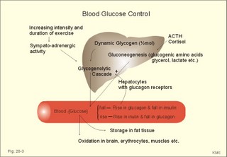 carbohydrate metabolism