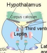 chapter1 cells