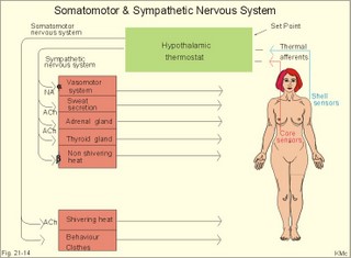 The thermoregulatory feedback system