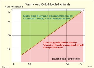 body core temp cat and lizard