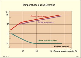 muscular temp