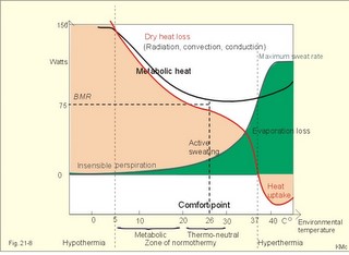 metabolic rate