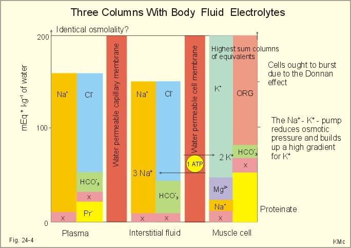 Notice the electrolytes in the body.