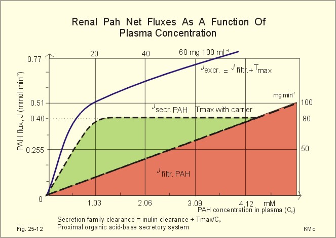 Effect of the concentration of inulin on the conversion of inulin in a