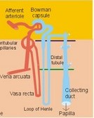 chapter1 cells